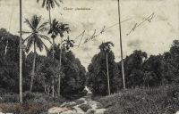 Clove plantation