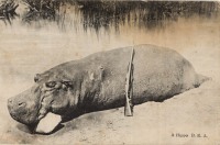 A Hippo B.E.A.