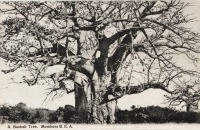 A Baobab Tree. Mombasa B.E.A.