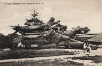 A Fallen Baobab Tree. Mombasa B.E.A.