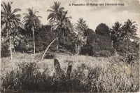 A Plantation of Mango and Coconut-trees