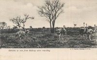 Ostriches as seen from Railway when travelling