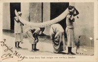 The Large Ivory Tusk (weight over 100 lbs.), Zanzibar