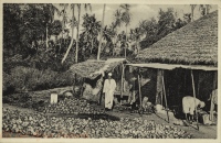 Drying copra, Zanzibar -