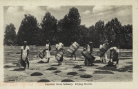 Zanzibar Clove Industry. Drying Cloves