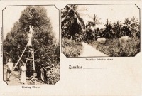 Picking cloves + Zanzibar interior street