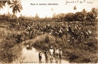 River and scenery (Zanzibar)