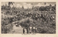 The Mwera River, Zanzibar