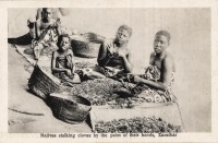 Natives stalking cloves by the palm of their hands, Zanzibar