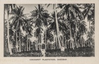Cocoanut Plantation, Zanzibar