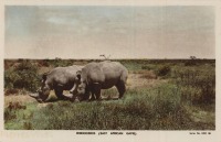 Rhinoceros (East African Game)