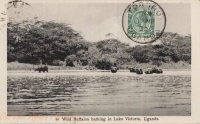 Wild Buffalos bathing in Lake Victoria, Uganda