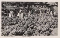 Banana Market