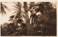 Climbing a coconut tree, Mombasa, Kenya Colony