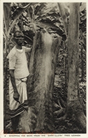 Stripping the Bark from the "bark cloth" Tree. Uganda