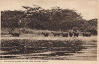 Buffalo on Kigubio Island. Lake George. Uganda