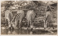 nil (Zebras)