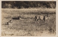 nil (Lionesses)