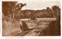 A Clearing in the Mau Forest