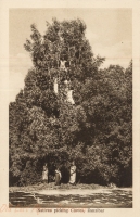 Natives picking Cloves, Zanzibar