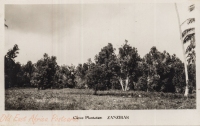 Clove plantation. Zanzibar