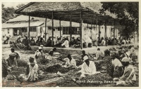 Clove Industry, Zanzibar