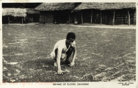 Drying of Cloves