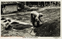 Drying of Cloves