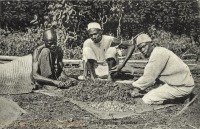 Clove sorting