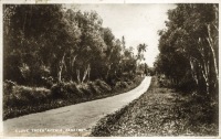 Clove Trees Avenue, Zanzibar