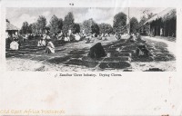 Zanzibar Clove Industry. Drying Cloves