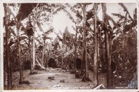 Native Camp Huts