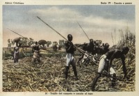 Taglio del canneto e caccia al topo