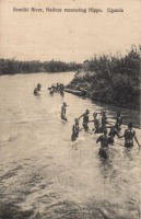 Semliki River, Natives recovering Hippo. Uganda