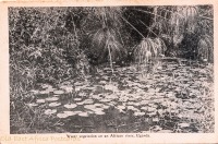 Water Vegetation on an African river, Uganda