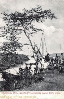 Munyonyo Port, Uganda (tree containing weaver bird s nests)