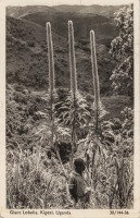 Giant Lobelia, Kigezi, Uganda