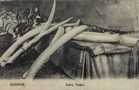 Ivory Tusks