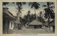 Cocoanut plantation. Zanzibar