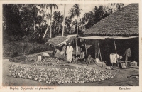 Drying Coconuts in Plantations
