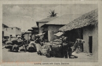 Loading camel with Copra, Zanzibar