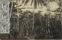 Vanilla Plantation, Dunga, Z bar