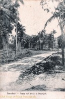 Areca nut trees at Doongah