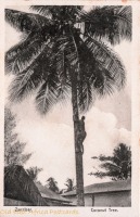 Coconut Tree