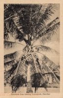 Cocoanut tree bearing Cocoanuts, Zanzibar