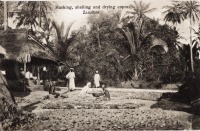 Husking, shelling and drying copras