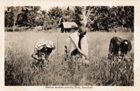 Natives picking rice