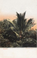 Cocoa-nut tree