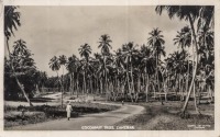 Cocoanuts Trees, Zanzibar