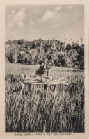 Living scare-crows in Rice field, Zanzibar